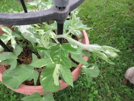 朝顔の行灯仕立て ミセスケイの薔薇コラム