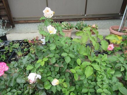 薫乃 ミセスケイの薔薇コラム