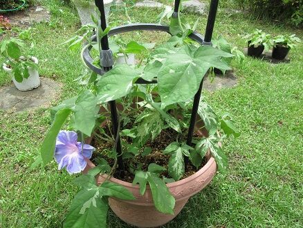 朝顔の行灯仕立ての続き ミセスケイの薔薇コラム