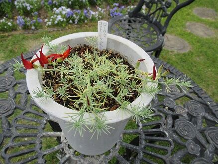 初開花の花 ミセスケイの薔薇コラム