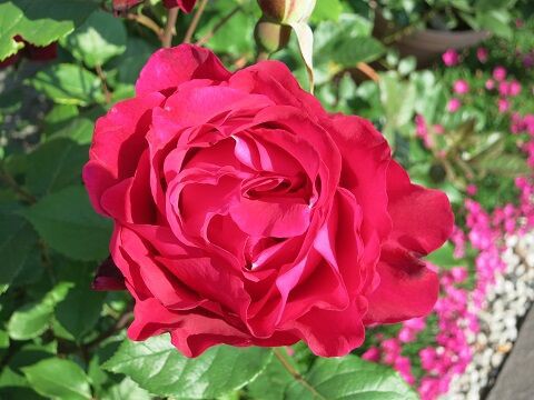 はいから : ミセスケイの薔薇コラム