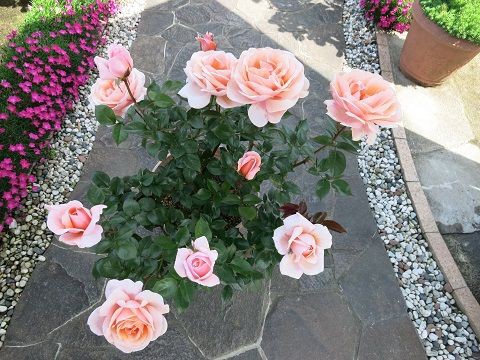 ローズマリーハークネス モンクゥールなど ミセスケイの薔薇コラム