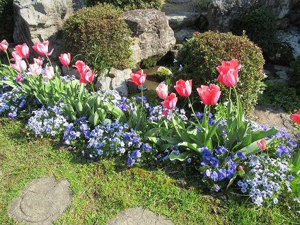 パンジーの切り戻しなど ミセスケイの薔薇コラム