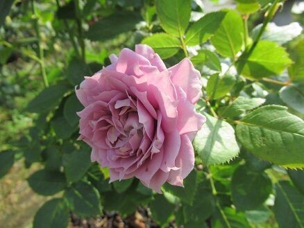 ノヴァーリス初開花 ミセスケイの薔薇コラム