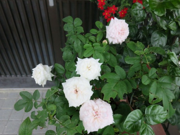 台風対策 見切り品の宿根草など ミセスケイの薔薇コラム