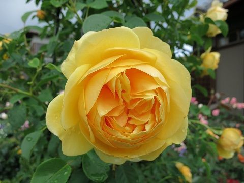 黄色いバラ : ミセスケイの薔薇コラム