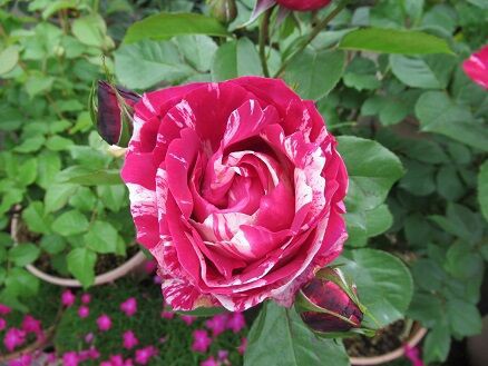 アンリマチス ミセスケイの薔薇コラム