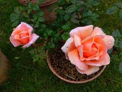 ローズマリーハークネス ハツユキカズラの花など ミセスケイの薔薇コラム