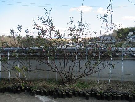 ナエマの剪定誘引 ミセスケイの薔薇コラム