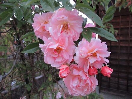 四季咲きなでしこなど ミセスケイの薔薇コラム