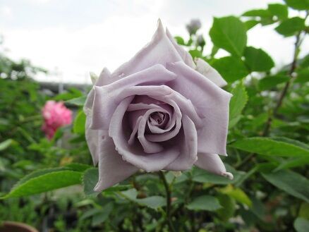 青龍 ラローズドモリナール フランシスブレーズなど ミセスケイの薔薇コラム