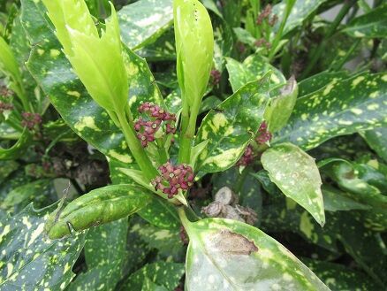 アオキの花 ビオララブラドリカなど ミセスケイの薔薇コラム