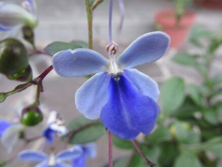 ブルーウイングなど ミセスケイの薔薇コラム