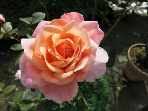 ローズマリーハークネスなど ミセスケイの薔薇コラム