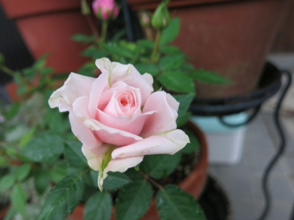 ゴージャスなミニバラ ミセスケイの薔薇コラム