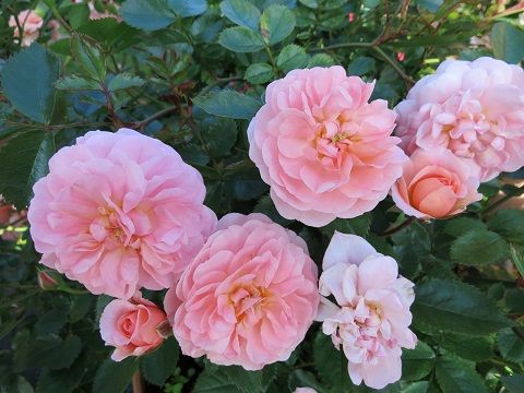 鉢バラの植え替え ミセスケイの薔薇コラム