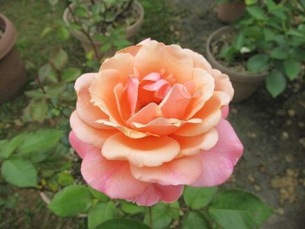 ローズマリーハークネスなど ミセスケイの薔薇コラム