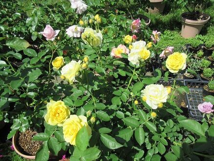 ゴールデンボーダー ミセスケイの薔薇コラム ゴールデンボーダー ミセスケイの薔薇コラム