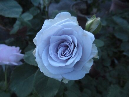 ブルーグラビティ― : ミセスケイの薔薇コラム