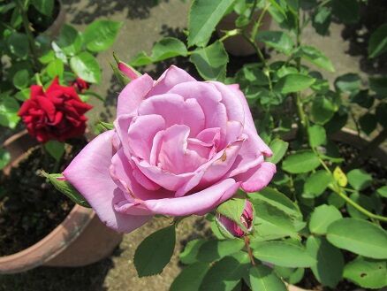 花持ち比較2日目 ミセスケイの薔薇コラム