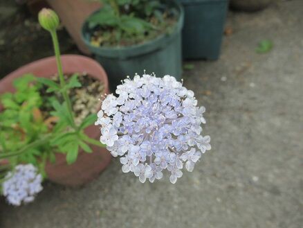 ブルーレースフラワーなど ミセスケイの薔薇コラム