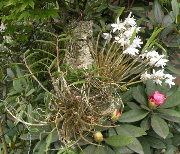 セッコク 石斛 の花が咲きました 旧花閑話 索引 Blog