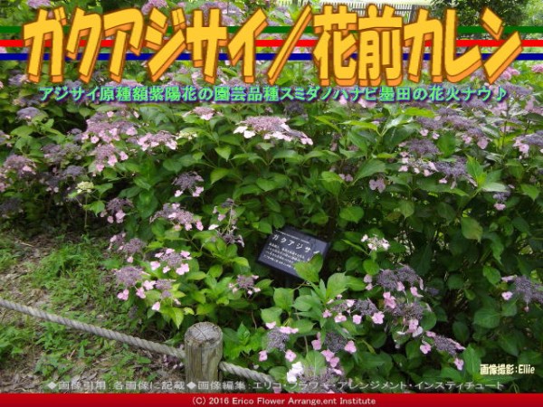 ガクアジサイ 花前カレン 京この頃 北洞院エリ子花前カレン