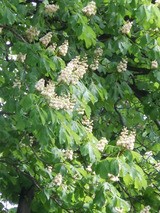 マロニエ 西洋栃の木 ミニ盆栽と山野草