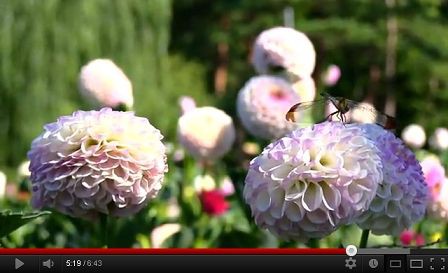 秋の花ダリア やまがた川西ダリヤ園 Autumn S Flower Dahlia 山形の観光名所 Youtubeで花見