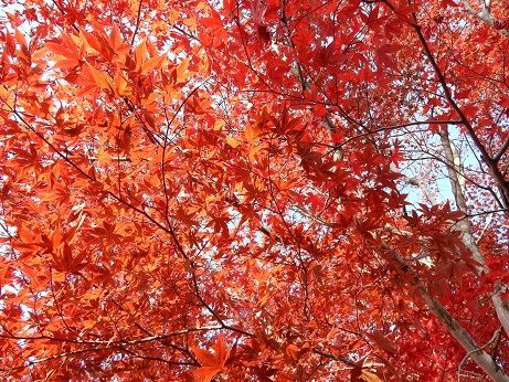 紅葉が見ごろな花見山公園 今週の花見山