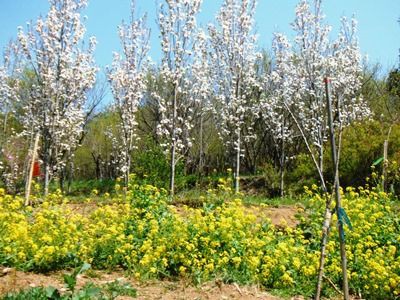 ４月２９日八重桜 天の川桜が満開です 花見山を守る会 便り