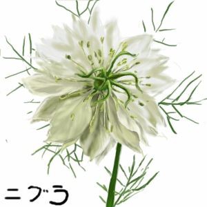 重なる花びらが可憐なニゲラ お花の豆知識