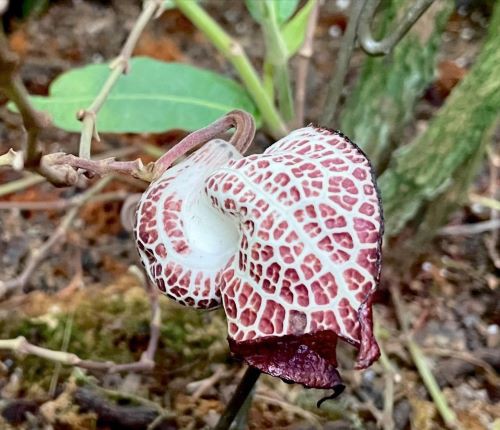 アリストロキア・サルバドレンシス : 花の名残り