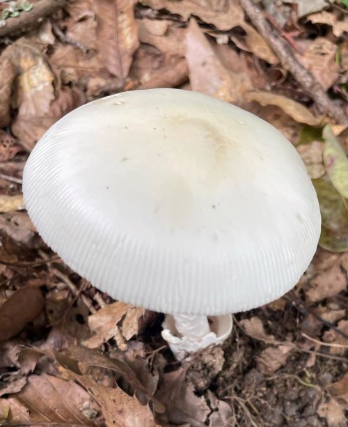 どくきのこ なんと毒きのこの歌が流行ってるらしい！】 先日ブログ（HPから