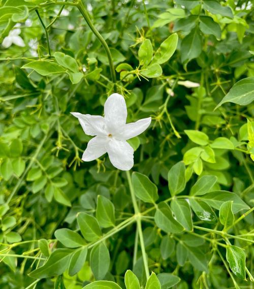 hihi様　ジャスミン9個、ホワイトローズ1個 合計10個 hihi様 ジャスミン9個、ホワイトローズ1個 合計10個 Amazon