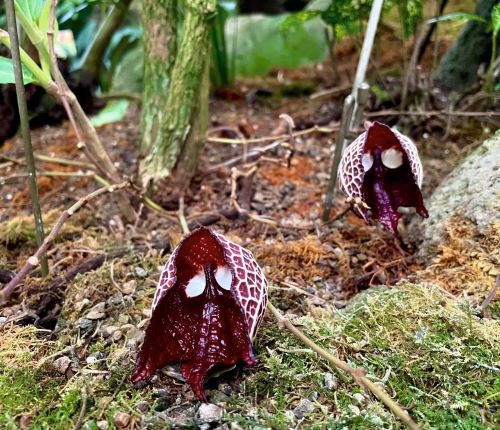 アリストロキア・サルバドレンシス : 花の名残り