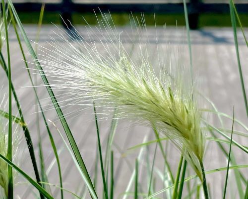 ペニセタム ビロサム 花の名残り