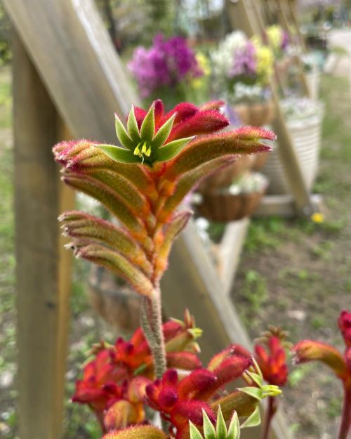 白紫陽花とスモークツリー　カンガルーポーの花束　切花 白紫陽花とスモークツリー カンガルーポーの花束 切花 白紫陽花