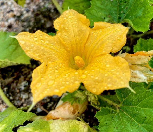 南瓜 かぼちゃ 花の名残り