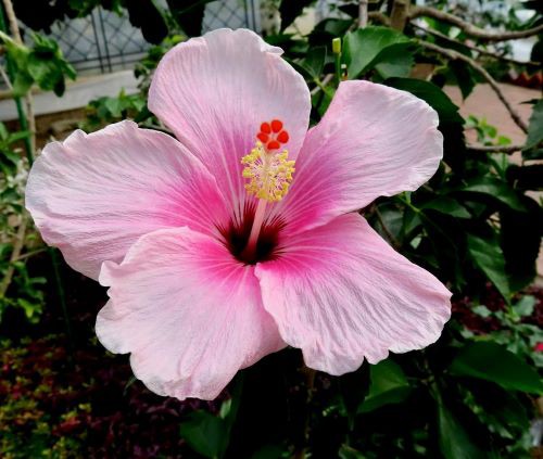 ハイビスカス様 ハイビスカス : 花の名残り