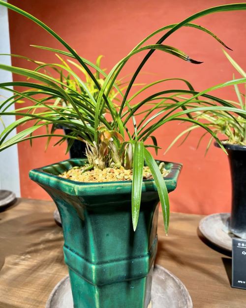 春蘭　韓国春蘭　日本春蘭　緑王 春蘭 韓国春蘭 日本春蘭 緑王 春蘭 韓国春蘭 日本春蘭 緑王