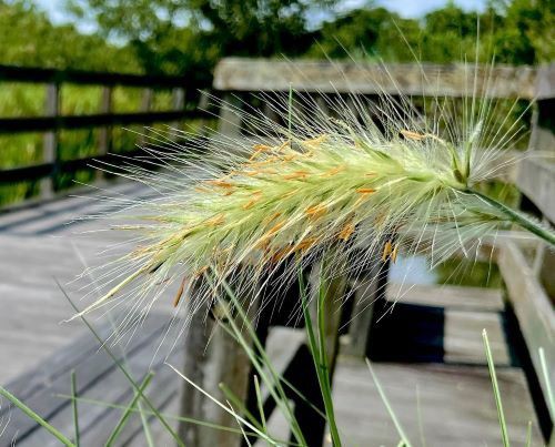 ペニセタム ビロサム 花の名残り