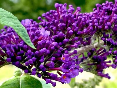 ブッドレア 房藤空木 花の名残り