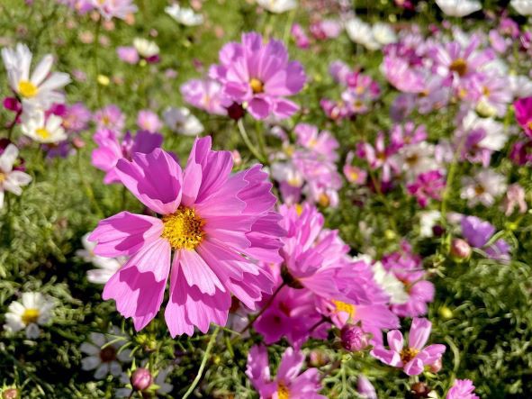 コスモス（秋桜）の季節 - Ninbuのスマホで撮った花だって美しい！