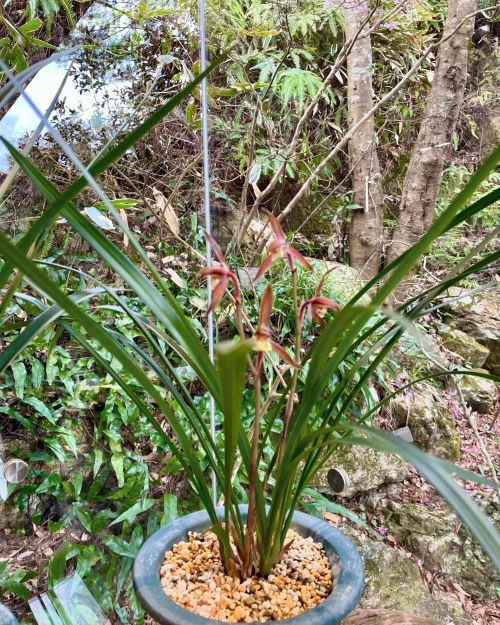 ■■■ Y-76　日本春蘭 「紅寿丸」・日本春蘭「土佐錦」■■■ 松永蘭園 