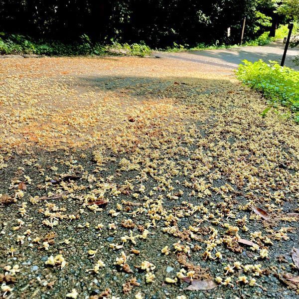 青桐 あおぎり 花の名残り