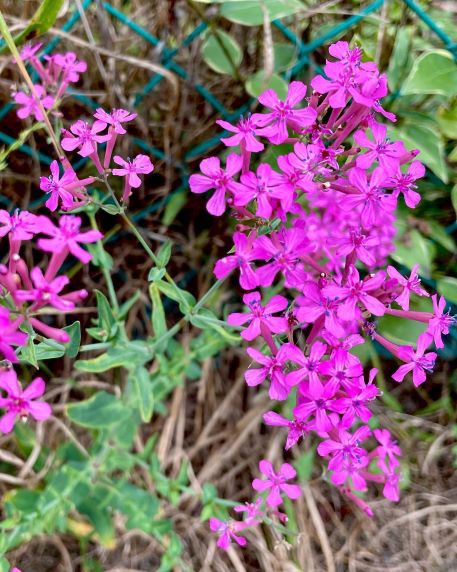 虫捕り撫子 むしとりなでしこ 花の名残り