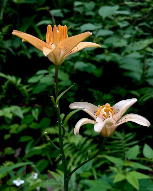 姫百合（ひめゆり） : 花の名残り