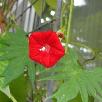 ルコウソウ 花 言葉 100 で最高の画像