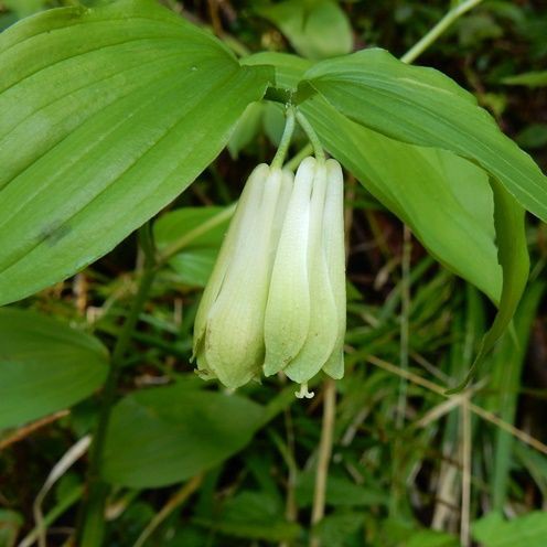 ホウチャクソウ 山野草の解説